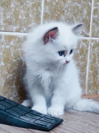 Heilige Birma edelmix Neva Masquarade Kitten