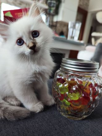 Heilige Birma edelmix Neva Masquarade Kitten