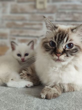 Heilige Birma edelmix Neva Masquarade Kitten