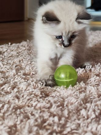 Heilige Birma edelmix Neva Masquarade Kitten