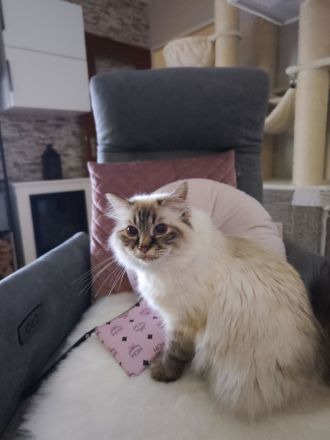 Heilige Birma edelmix Neva Masquarade Kitten