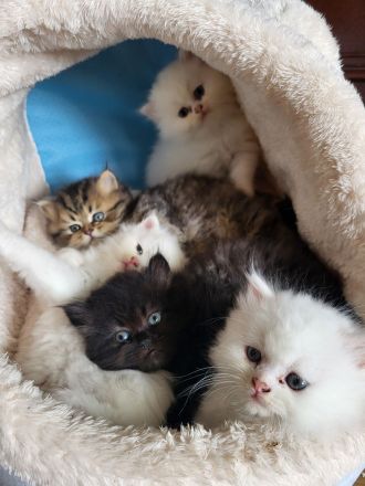 Reinrassige Perserkitten