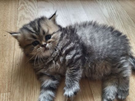 Reinrassige Perserkitten