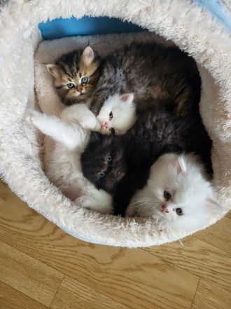 Reinrassige Perserkitten