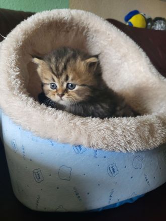 Reinrassige Perserkitten