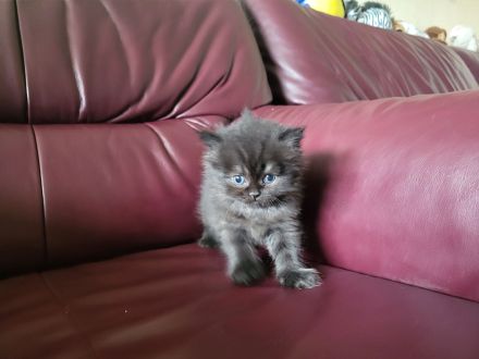 Reinrassige Perserkitten