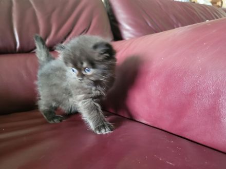 Reinrassige Perserkitten