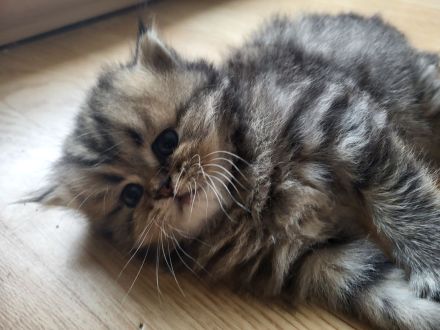 Reinrassige Perserkitten