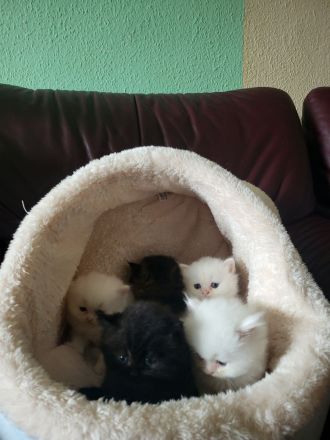 Reinrassige Perserkitten