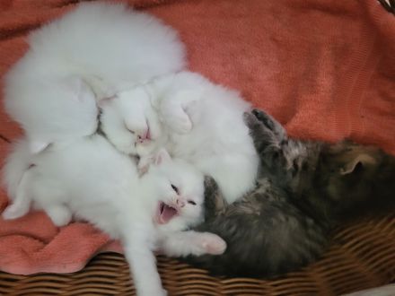 Reinrassige Perserkitten