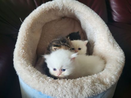 Reinrassige Perserkitten