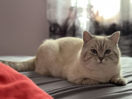 Deckkater Britischkurzhaar Blue Point