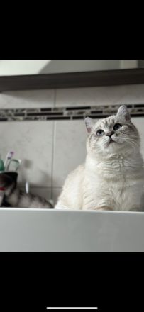 Deckkater Britischkurzhaar Blue Point