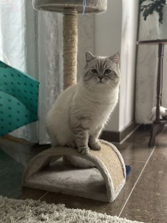 Deckkater Britischkurzhaar Blue Point