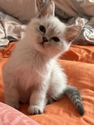 Deckkater Britischkurzhaar Blue Point