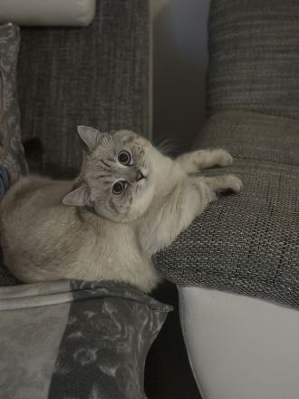 Deckkater Britischkurzhaar Blue Point