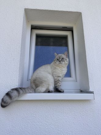 Deckkater Britischkurzhaar Blue Point