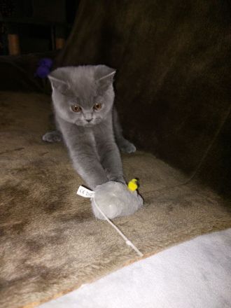 Bkh Kitten zu verkaufen