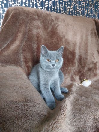 Bkh Kitten zu verkaufen