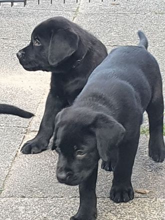 Reinrassige Labradorwelpen