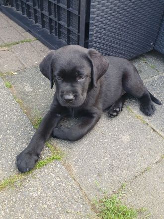 Reinrassige Labradorwelpen