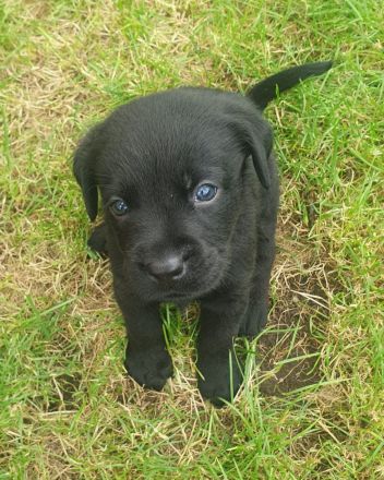 Reinrassige Labradorwelpen