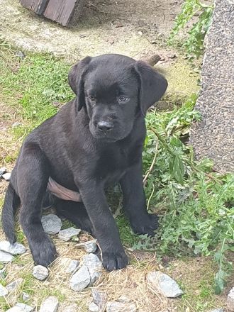 Reinrassige Labradorwelpen