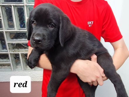 Reinrassige Labradorwelpen