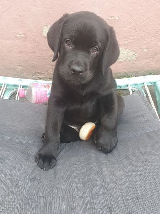 Reinrassige Labradorwelpen