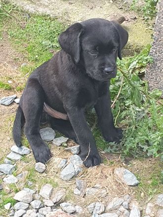 Reinrassige Labradorwelpen