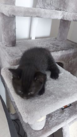 3baby Katzen komplett schwarz