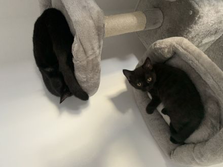 3baby Katzen komplett schwarz