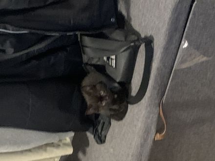 3baby Katzen komplett schwarz