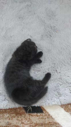 3baby Katzen komplett schwarz