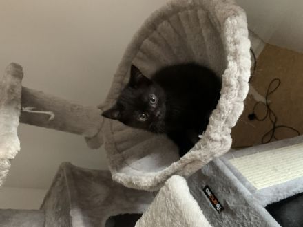 3baby Katzen komplett schwarz