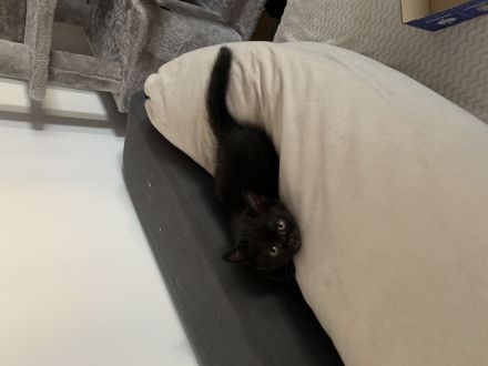 3baby Katzen komplett schwarz