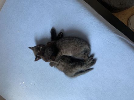 3baby Katzen komplett schwarz