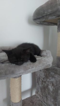 3baby Katzen komplett schwarz