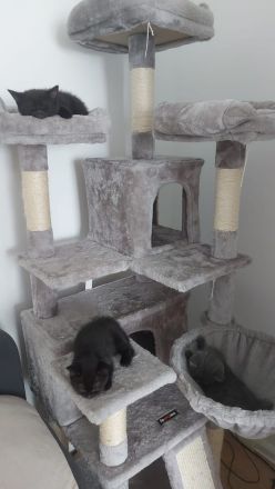 3baby Katzen komplett schwarz