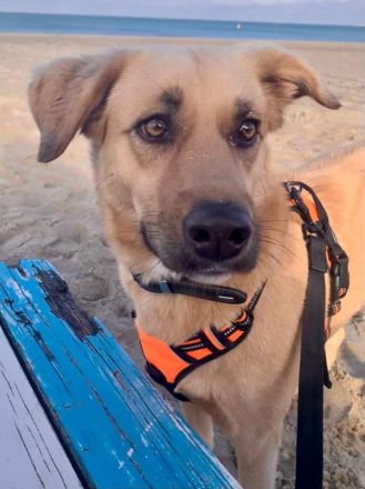 Fanta, geb. ca.05/2017, lebt bei einer Familie in 48317 Drensteinfurt