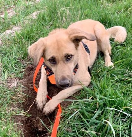 Fanta, geb. ca.05/2017, lebt bei einer Familie in 48317 Drensteinfurt