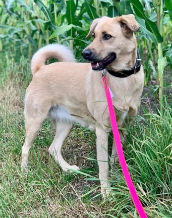 Fanta, geb. ca.05/2017, lebt bei einer Familie in 48317 Drensteinfurt