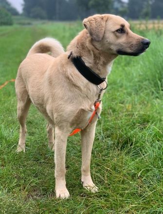 Fanta, geb. ca.05/2017, lebt bei einer Familie in 48317 Drensteinfurt