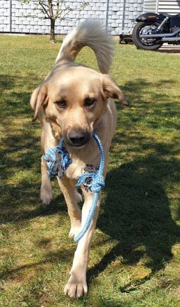 Fanta, geb. ca.05/2017, lebt bei einer Familie in 48317 Drensteinfurt