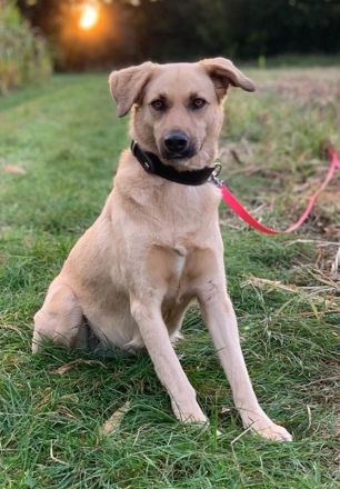 Fanta, geb. ca.05/2017, lebt bei einer Familie in 48317 Drensteinfurt