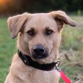 Fanta, geb. ca.05/2017, lebt bei einer Familie in 48317 Drensteinfurt