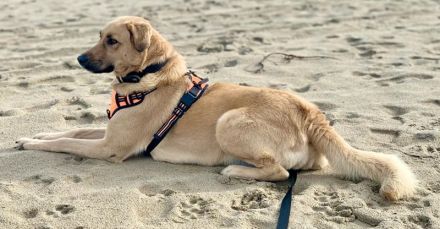 Fanta, geb. ca.05/2017, lebt bei einer Familie in 48317 Drensteinfurt