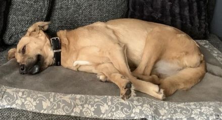 Fanta, geb. ca.05/2017, lebt bei einer Familie in 48317 Drensteinfurt