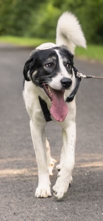 Claude Monet, geb. ca. 02/2021, lebt auf einer Pflegestelle in 52391 Vettweiß