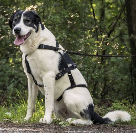 Claude Monet, geb. ca. 02/2021, lebt auf einer Pflegestelle in 52391 Vettweiß